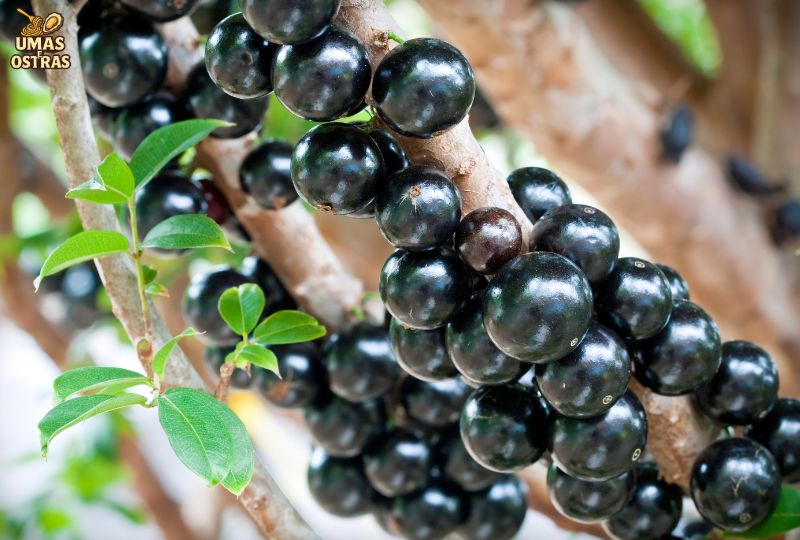 Jabuticaba e cognição