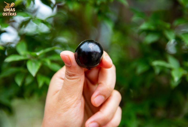 Jabuticaba e síndrome metabólica