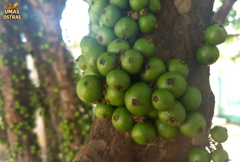 Ação antioxidante e anti-inflamatória