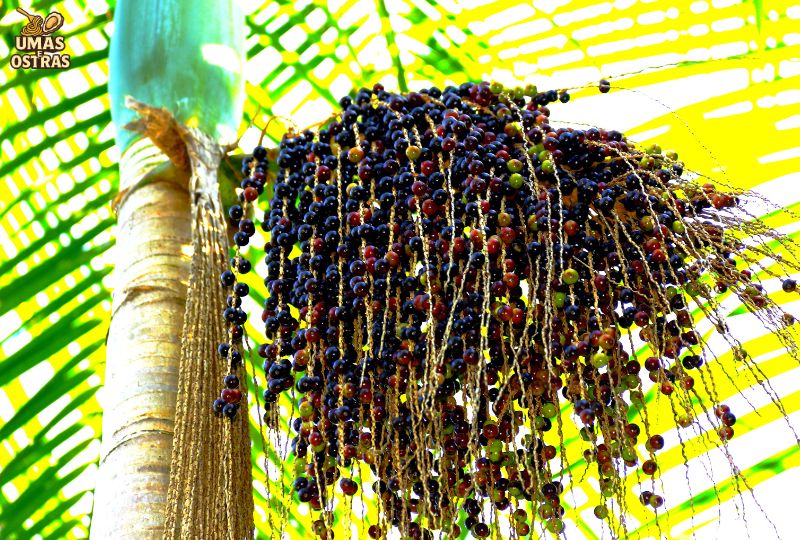 Origem, história e o papel do açaí