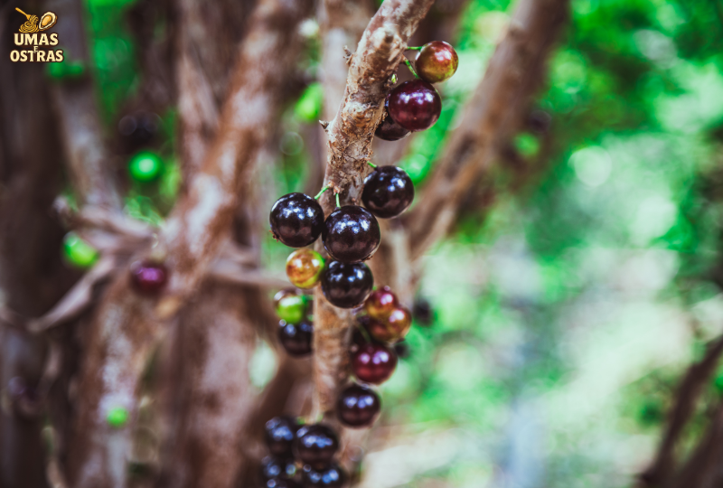 Jabuticaba e Saúde