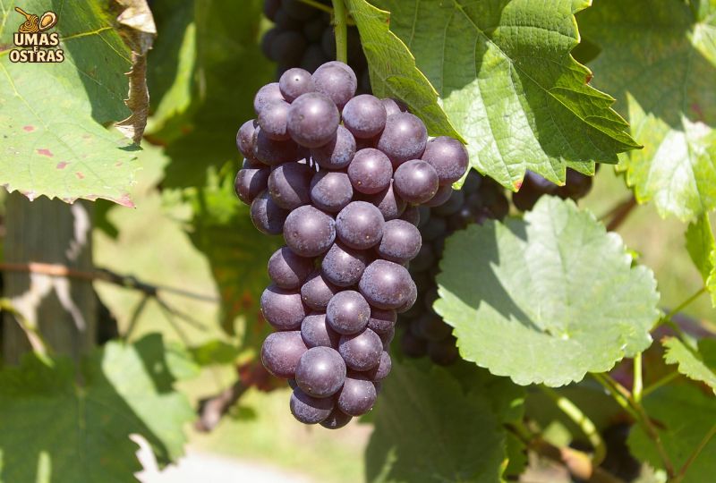As 12 Frutas Roxas Mais Nutritivas e Poderosas