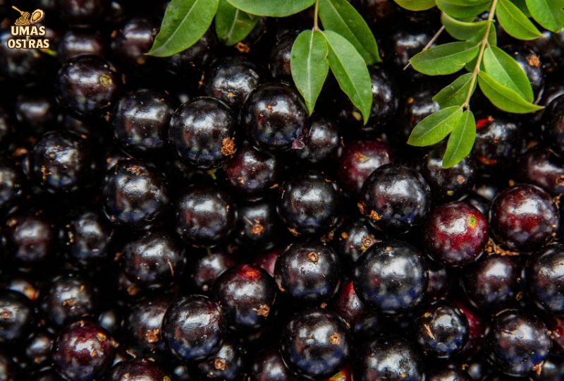 Ação antioxidante e anti-inflamatória