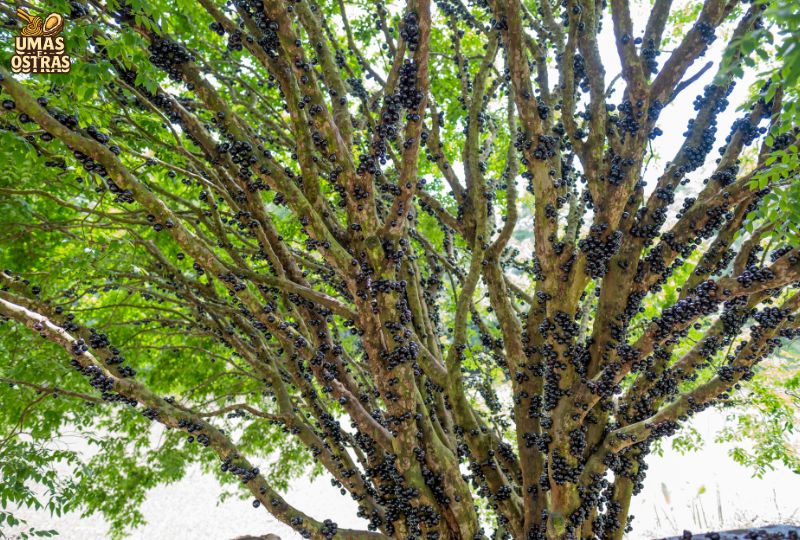 Jabuticaba Faz Bem