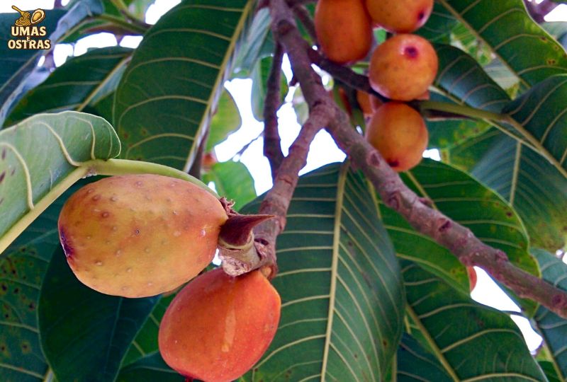 O Mamey e a Saúde dos Ossos