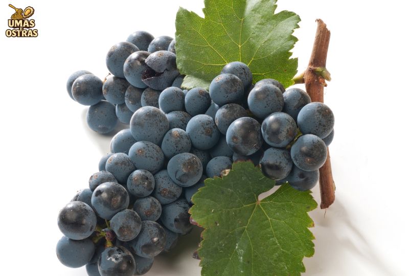 Comprar Frutas Pretas no Brasil