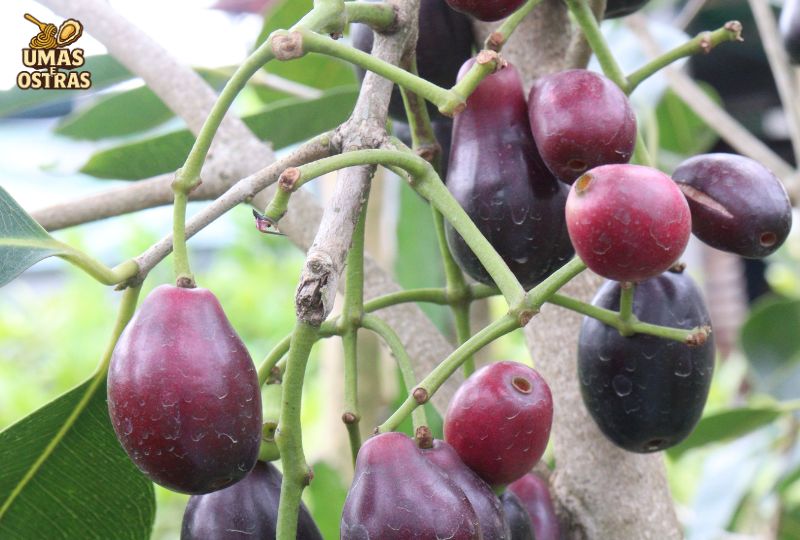 Benefícios das Frutas Azuis