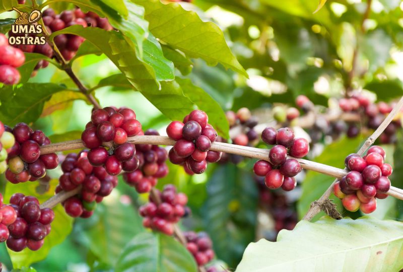 café na glicose