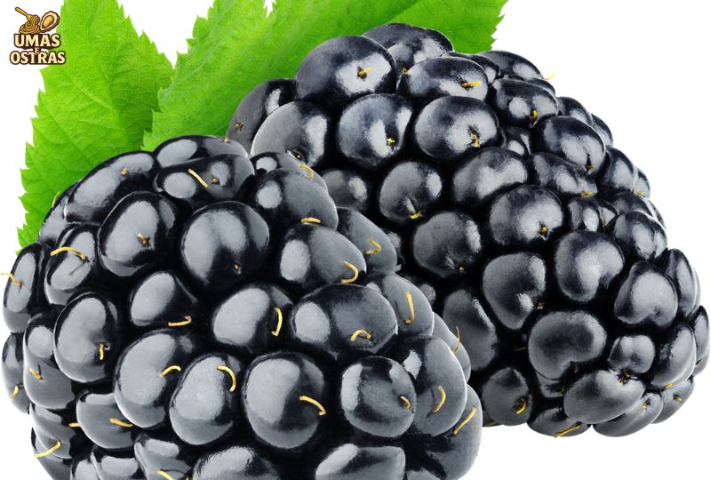 Frutas Pretas: Nativas, Tropicais, Exóticas