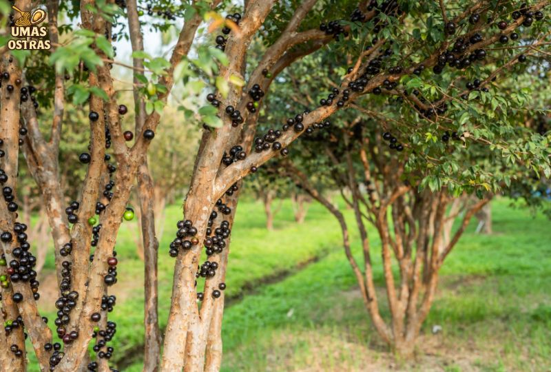 Prós e Contras das Frutas Pretas