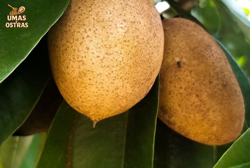 Frutas Marrons Raras e Exóticas