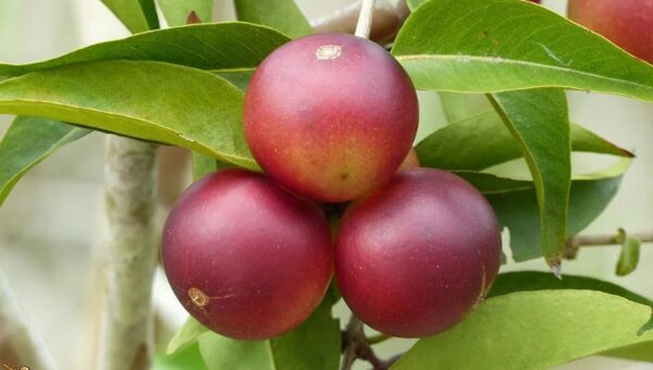 Infográfico fotográfico rústico de frutas Camu-Camu inteiras roxas/avermelhadas e cortadas sobre uma mesa de madeira, com um copo de suco rosa e uma tigela de madeira cheia de frutas. O fundo é uma floresta Amazônica exuberante com luz solar e um rio. O texto principal diz 'Camu-Camu: Benefícios, Vitamina C e Tudo Sobre a Fruta Amazônica', com um selo 'EM 2026'. Na parte inferior, há quatro ícones detalhando os benefícios: Imunidade, Antioxidantes, Pele Saudável e Mais Energia.