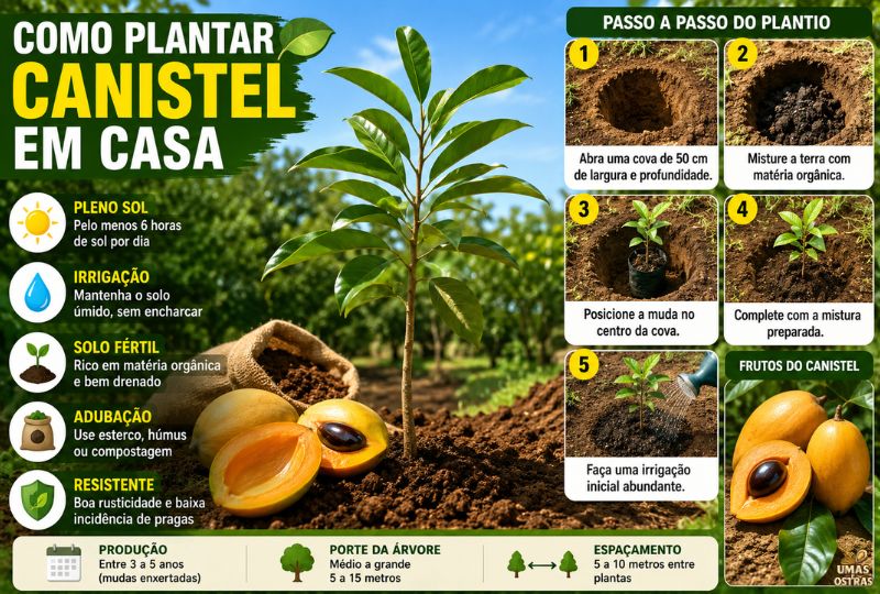 Muda de canistel sendo plantada em solo fértil com frutos maduros dourados ao lado, mostrando o passo a passo do cultivo doméstico da fruta exótica tropical.
