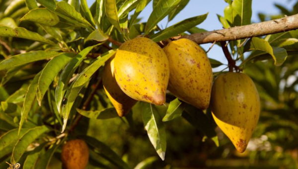 Canistel: A Fruta Sabor Pudim que Você Precisa Conhecer e Provar