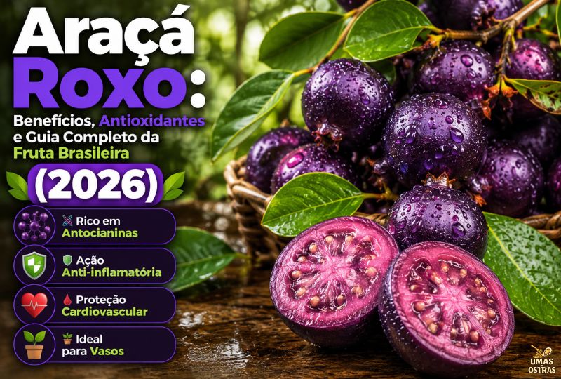 Fotografia em alta resolução no estilo infográfico mostrando frutos de Araçá Roxo (Psidium myrtoides). Em primeiro plano, à direita, dois frutos roxos e brilhantes aparecem cortados ao meio sobre uma superfície de madeira rústica, revelando uma polpa magenta intensa com sementes avermelhadas. Ao fundo, frutos inteiros cobertos por gotículas de água repousam em uma cesta de vime sob folhas verdes. Na lateral esquerda, há um texto estruturado em destaque: 'Araçá Roxo: Benefícios, Antioxidantes e Guia Completo da Fruta Brasileira (2026)' acompanhado pela pílula verde '(2026)'. Logo abaixo, quatro pílulas verticais em tom roxo-escuro trazem ícones e legendas: uma molécula (Rico em Antocianinas), um escudo (Ação Anti-inflamatória), um coração (Proteção Cardiovascular) e um vaso com planta (Ideal para Vasos).