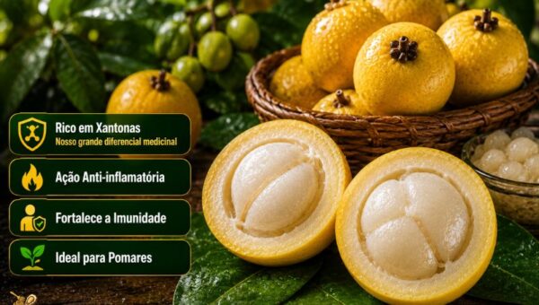 Fotografia em plano detalhado com estilo de infográfico sobre o Bacupari (Garcinia gardneriana). Em primeiro plano, no centro e à direita, dois frutos de casca amarela aparecem cortados ao meio sobre folhas verdes brilhantes, revelando uma polpa branca, espessa e de textura gelatinosa que envolve a semente. Ao fundo, uma pequena cesta de vime rústica está cheia de bacuparis inteiros e maduros. À esquerda, há um painel de texto estruturado com fundo escuro contendo o título: 'Bacupari: Benefícios, Sabor e Guia Completíssimo da Fruta Brasileira (2026)' em letras brancas e amarelas. Abaixo do título, quatro pílulas horizontais verdes trazem ícones e descrições organizadas verticalmente: um escudo com ramos (Rico em Xantonas - Nosso grande diferencial medicinal), uma chama (Ação Anti-inflamatória), uma silhueta com escudo (Fortalece a Imunidade) e uma pequena planta (Ideal para Pomares).