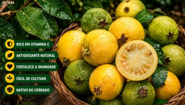 Infográfico e fotografia em alta definição mostrando o Araçá-do-Cerrado (Psidium firmum). À direita, uma cesta de vime contém frutos de casca amarela e esverdeada com cálices proeminentes, acompanhados por um fruto cortado ao meio que revela sua polpa clara e sementes nativas. À esquerda, destaca-se o título em letras garrafais amarelas e brancas sobre fundo natural: 'Araçá-do-Cerrado: Benefícios, Como Plantar e Guia Completo da Fruta Nativa (2026)'. Abaixo do título, quatro pílulas verdes com ícones mostram: 'RICA EM VITAMINA C', 'FIBRAS E ANTIOXIDANTES', 'FÁCIL DE PLANTAR E CULTIVAR' e 'ATRAI AVES E POLINIZADORES'. No rodapé, uma fita amarela rústica exibe os termos 'SAÚDE • NATUREZA • SUSTENTABILIDADE • SABOR'.
