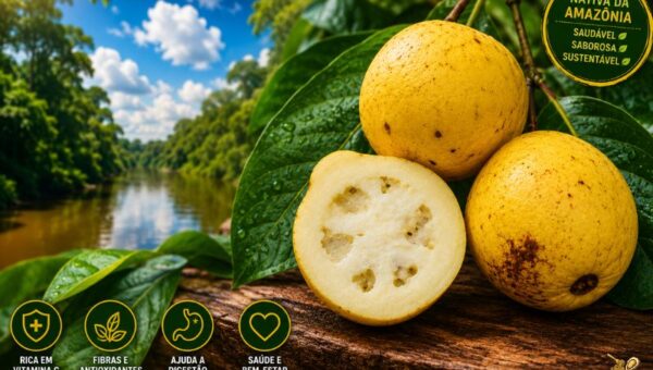 Infográfico e fotografia em alta definição exibindo frutos de Araçá-Pera (Psidium acutangulum). À direita, sobre um tronco de madeira rústica, destacam-se dois frutos amarelos inteiros com formato levemente piriforme e um fruto cortado ao meio revelando polpa clara e cremosa com sementes. No canto superior esquerdo, exibe-se o título em letras garrafais brancas e amarelas: 'Araçá-Pera: Benefícios, Sabor e Guia Completo da Fruta Amazônica (2026)'. No canto inferior esquerdo, há uma foto em miniatura de um rio cercado pela Floresta Amazônica ao lado de quatro ícones em pílulas circulares verdes: 'RICA EM VITAMINA C', 'FIBRAS E ANTIOXIDANTES', 'AJUDA A DIGESTÃO' e 'SAÚDE E BEM-ESTAR'. No rodapé, uma faixa amarela destaca 'TUDO SOBRE CULTIVO, NUTRIÇÃO, RECEITAS E CURIOSIDADES!'. No canto superior direito, um selo circular indica 'NATIVA DA AMAZÔNIA'.