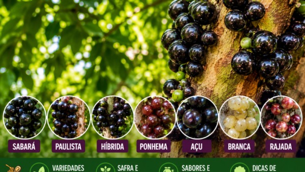 Infográfico e fotografia em alta definição apresentando os principais tipos de jabuticaba do Brasil. À direita, destaca-se o tronco de uma jabuticabeira repleto de frutos pretos e reluzentes crescendo diretamente na madeira. No topo esquerdo, exibe-se o título em letras garrafais amarelas e brancas sobre fundo roxo: 'Os Tipos de JABUTICABA: Conheça as Principais Variedades Brasileiras (2026)'. Na parte central inferior, sete medalhões circulares apresentam fotos em miniatura identificando as variedades: Sabará, Paulista, Híbrida, Ponhema, Açu, Branca e Rajada. No rodapé, uma barra verde exibe quatro ícones descritivos sobre variedades, safra, sabores e cultivo.