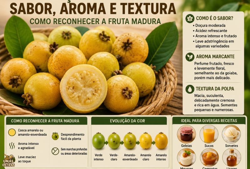 Araçá-do-Campo maduro com polpa suculenta, aroma intenso e sabor equilibrado entre o doce e o ácido