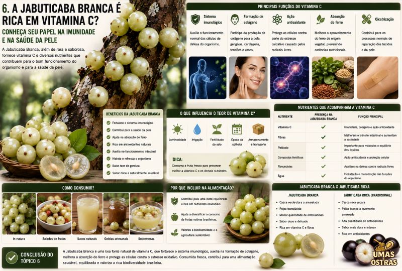 Infográfico da Jabuticaba Branca destacando a vitamina C, antioxidantes, fibras, minerais, benefícios para a imunidade, produção de colágeno, absorção de ferro e comparação com a jabuticaba roxa.