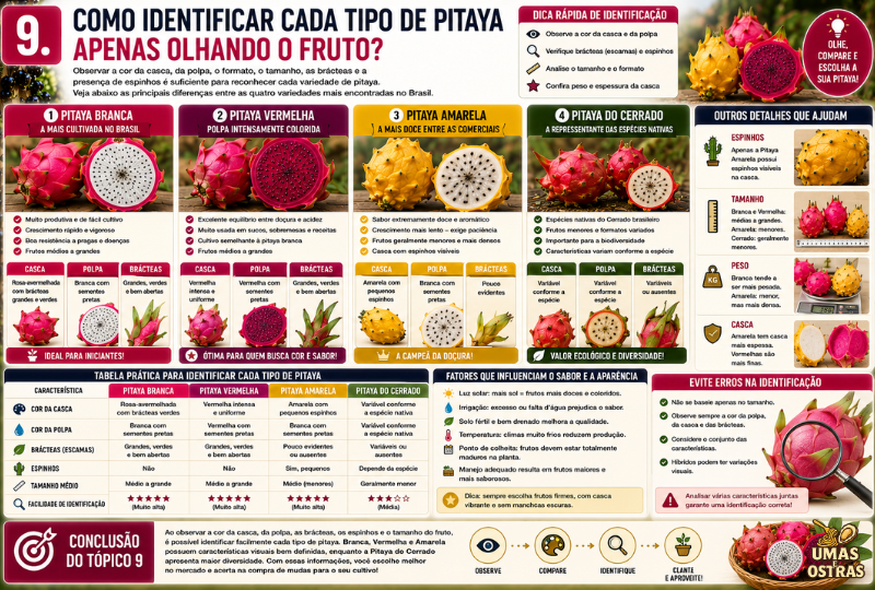 Infográfico mostrando como identificar os principais tipos de pitaya pela cor da casca, cor da polpa, formato das brácteas, presença de espinhos, tamanho e peso dos frutos, comparando Pitaya Branca, Vermelha, Amarela e Pitaya do Cerrado.