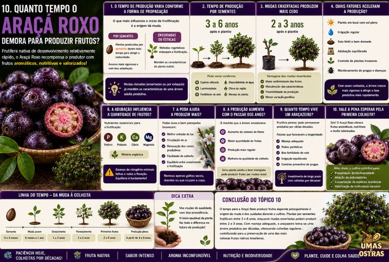 Infográfico mostrando quanto tempo o Araçá Roxo leva para produzir frutos, comparando mudas por sementes e enxertadas, fatores que aceleram a frutificação, linha do tempo do cultivo e principais cuidados para aumentar a produção.
