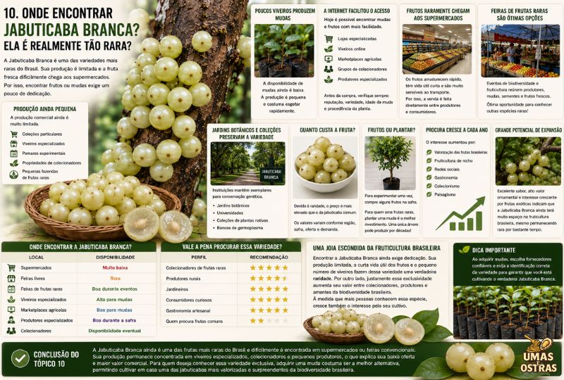 Infográfico mostrando onde encontrar Jabuticaba Branca, disponibilidade da fruta, viveiros especializados, produtores, feiras de frutas raras, preços, mudas e informações sobre essa variedade rara brasileira.