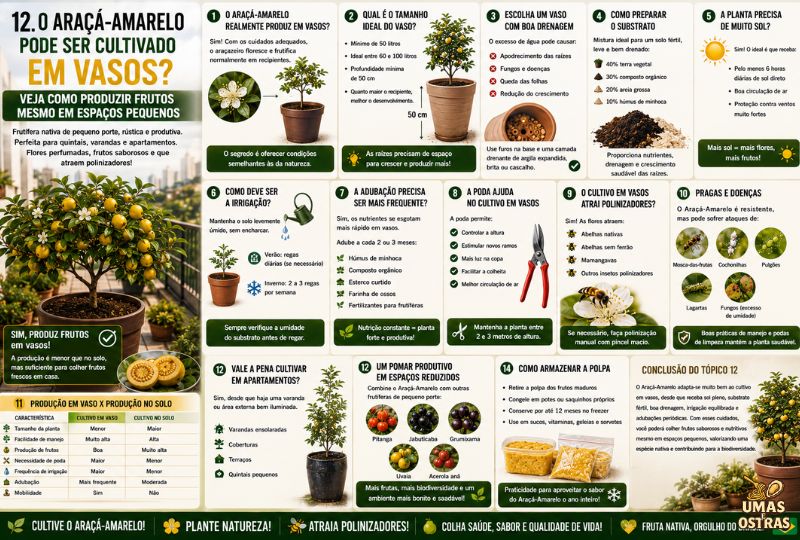 Infográfico sobre o cultivo do Araçá-Amarelo em vasos, mostrando tamanho ideal do recipiente, preparo do substrato, drenagem, irrigação, adubação, poda, polinização e comparação entre cultivo em vasos e no solo.