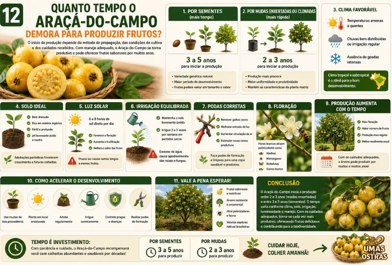 Infográfico mostrando o tempo de produção do Araçá-do-Campo, desde o plantio por sementes ou mudas até a primeira colheita