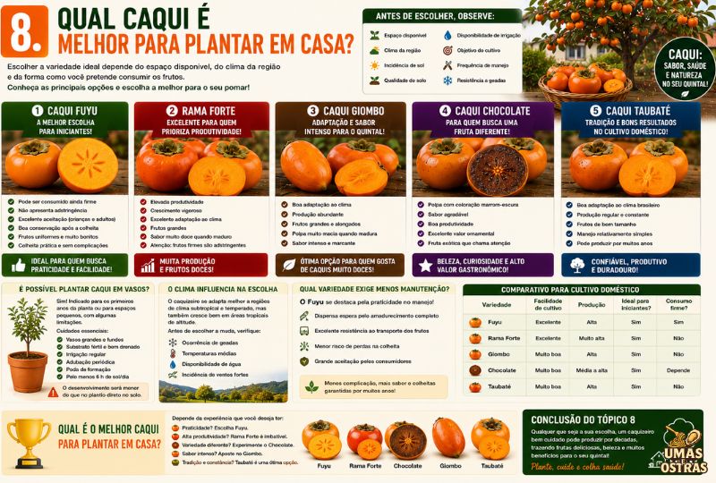 nfográfico comparando as melhores variedades de caqui para cultivo doméstico, destacando Fuyu, Rama Forte, Giombo, Chocolate e Taubaté.