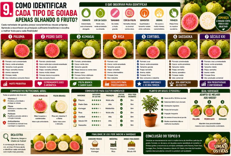 Infográfico mostrando como identificar os principais tipos de goiaba pelas características do fruto, como formato, cor da casca, polpa, aroma e tamanho.