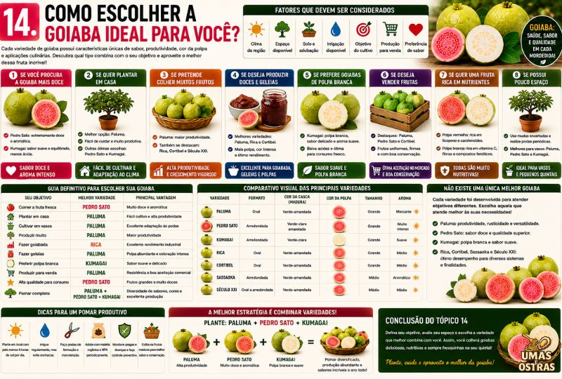 Infográfico comparando as principais variedades de goiaba e indicando a melhor opção para consumo fresco, cultivo doméstico, produção comercial e processamento.